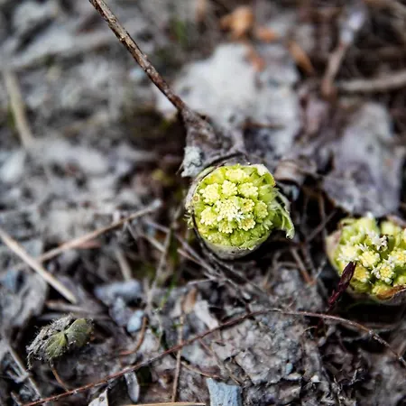 Nyaraló Ferienhuette Troadkostn *