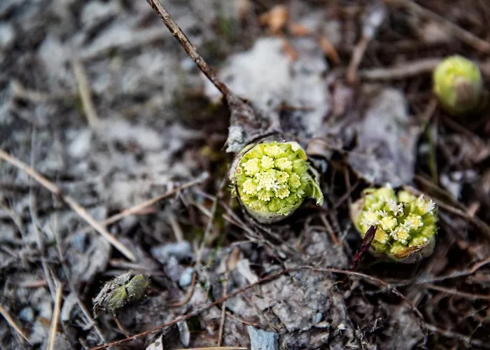 Сasa de vacaciones Ferienhütte Troadkostn *